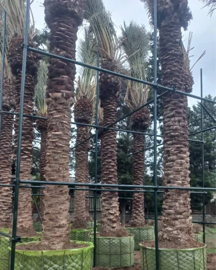 فروش نخل خرما زینتی